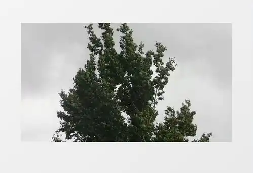 在风中随风飘摇的大树实拍视频素材下载mp4格式熊猫办公