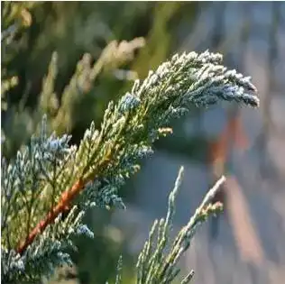 廿四节气霜降霜降碧天静