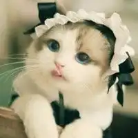 布偶猫可爱微信头像卡通可爱布偶猫头像