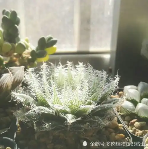 普货和贵货都是大美人,多肉植物养功最重要