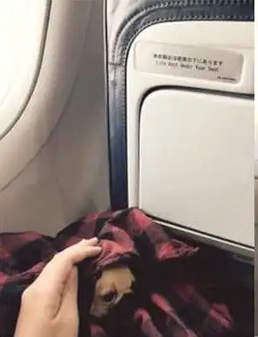 女子偷带狗狗坐飞机,头露外边一路都没叫,网友欺负老实人