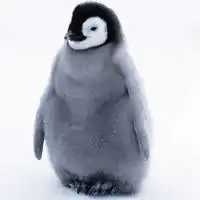 企鹅头像高清图片真实可爱小企鹅微信头像大全