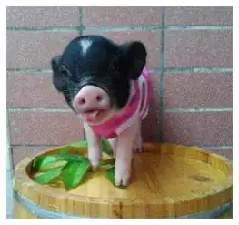 男子网购宠物小香猪烤了吃肉,还将照片发给卖家,卖家的回复亮了