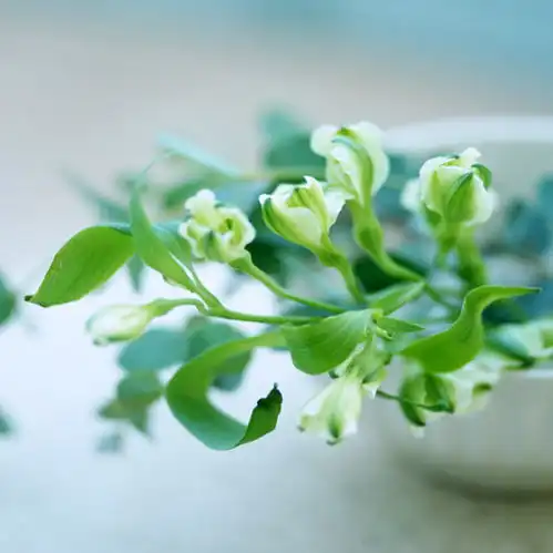 有诗意的头像女生藤蔓植