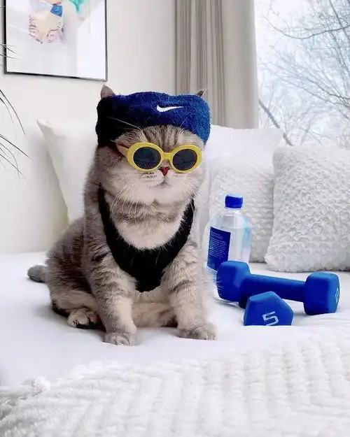 这只猫好潮啊绝对是整条街最靓的仔