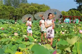 美女带你游湿地,洪泽湖畔千荷园荷花争相绽放