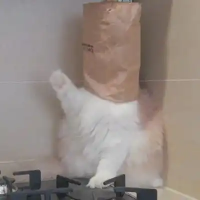 几张可爱沙雕的小动物微信头像