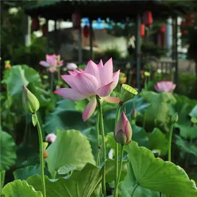 好看荷花微信头像,清新淡雅的荷花图片