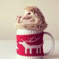 刺猬头像卡通图片大全可爱微信头像图片大全