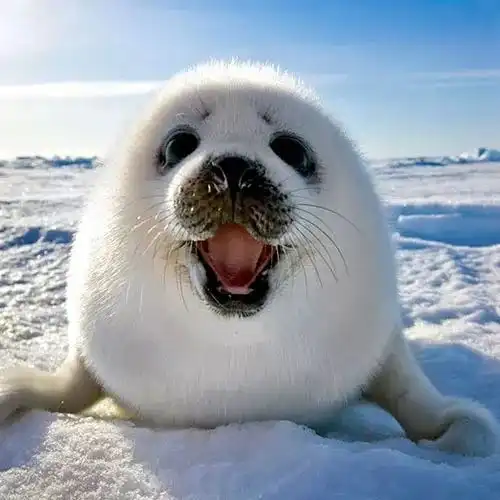 头像炒鸡萌的海豹