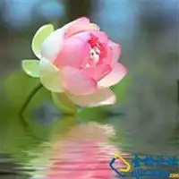 漂亮的莲花微信头像佛教微信头像图片大全