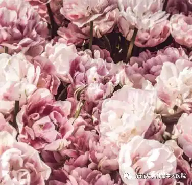 人文中大我与中大的缘分