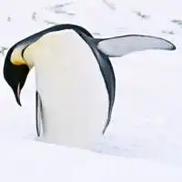 企鹅头像高清图片真实可爱小企鹅微信头像大全