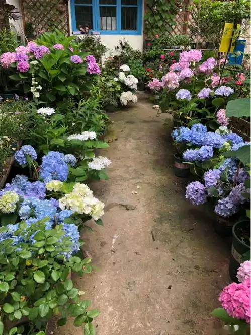 十年没人住的老屋,推倒改成花园小院,全家人都支持