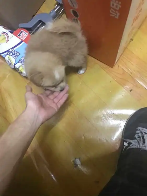 女孩急匆匆塞我怀里一只狗狗就走,我知道这狗只是我生命中的过客