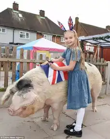 7岁的小姑娘和一只500斤的肥猪成了好朋友后,也是精致的猪猪女孩了...