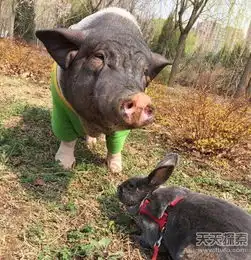 头像女生宠物同床