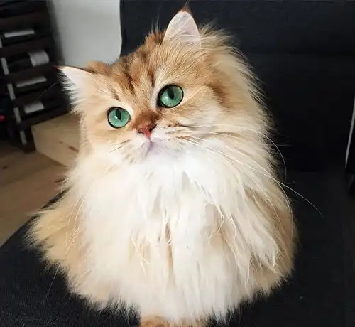 猫咪能有多漂亮