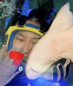 趣图小鲨鱼的情人节美食