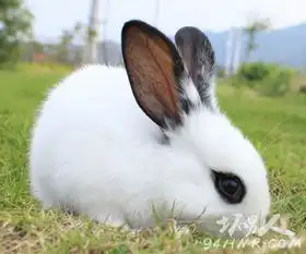 世界上最可爱的兔子,最萌最可爱的兔子图片给力集