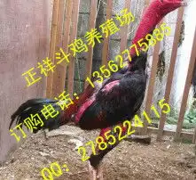 黄页88高清图片