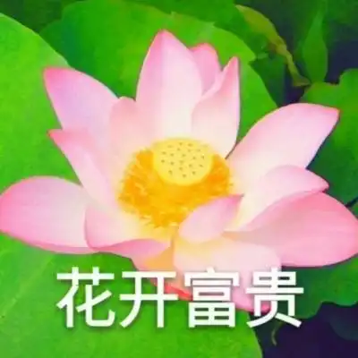 微信头像荷花女孩属相