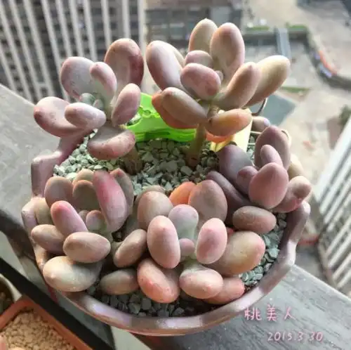 5种萌宠多肉,夏季不休眠,好看又好养,你家有吗