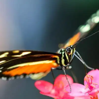 好看的微信头像,丽可爱的蝴蝶图片