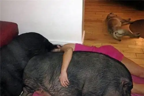 女子与猪同吃同住,邻居好奇偷看一眼,大开眼界