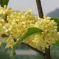 桂花头像图片微信头像图片大全