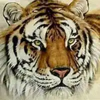 带来吉祥财运属虎头像微信头像图片大全