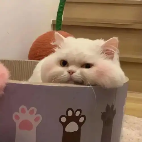 萌翻的可爱头像来袭