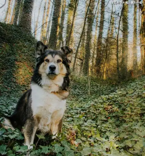 爱犬越来越老,女子突然哭了,原来爱犬已经十岁了,往事历历在目