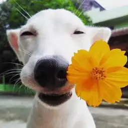 女生头像带花真人小狗