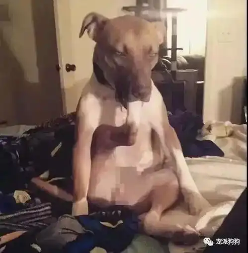 福懋动物医院你家的狗狗也有奇怪的癖好吗