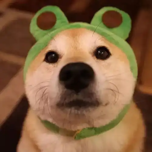 wechat头像女漫头舔狗