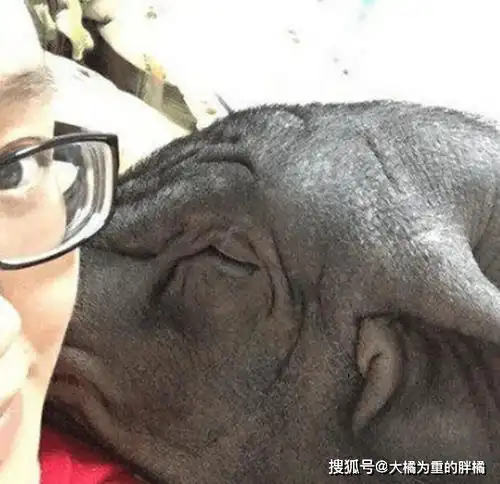 肥猪与女子同床5年,从20斤胖到200斤,彼此相爱胜过夫妻