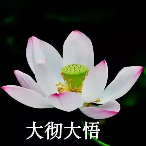 紫色荷花快手头像大全