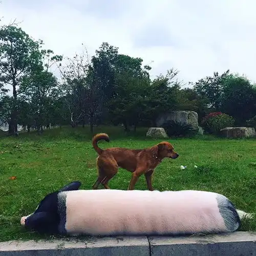 一对外国男女在杭州某小区遛一头200多斤的金华两头乌他们还打算带它周游世界