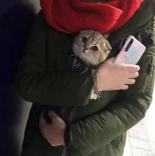 把猫咪装进衣服带出门,它一路上好奇心爆棚,小动作不断萌化路人