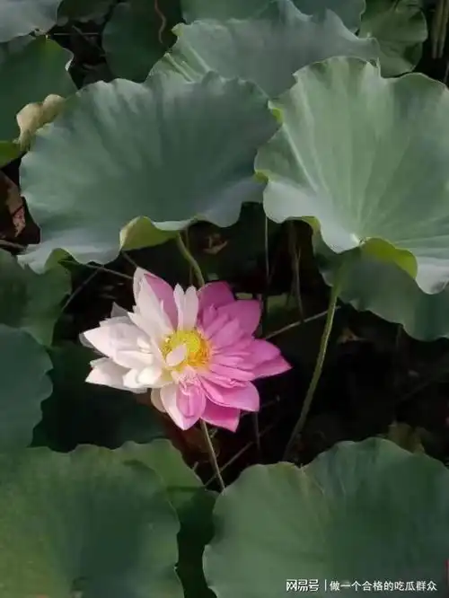 福建农大太空莲,12年首次出现双色花,可惜被人摘走