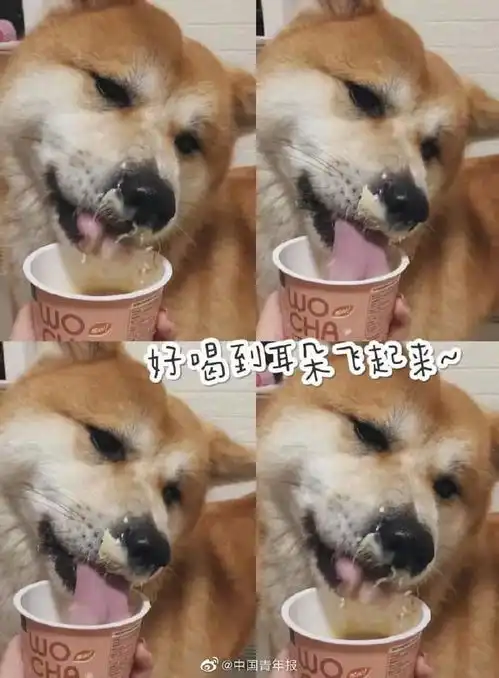 酸了95后女生卖猫奶茶年入百万