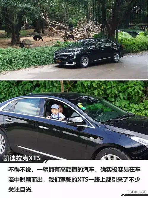 凯迪拉克xts长隆游记丨与长颈鹿的第一次亲密接触