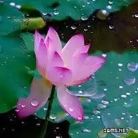 微信头花草树木微信头像图片大全