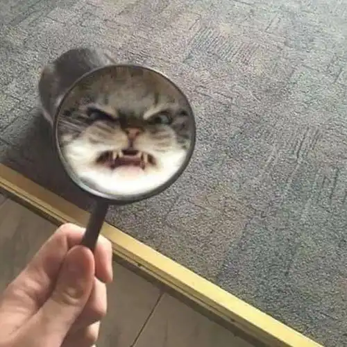 大胆竟敢拿本喵的脸当画画素材