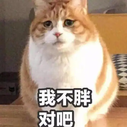 主人收养的猫咪,养成了煤气罐,还是加长加大版的