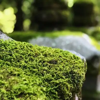 绿色微信头像高清唯美绿色的苔藓图片