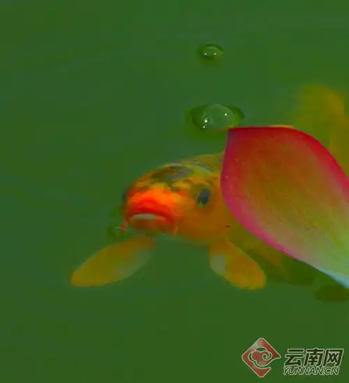 云南腾冲荷花绽放美在当夏