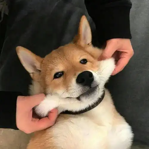 2022年,我的新年愿望是