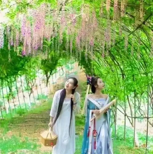 一路繁花向九江花朝节紫藤花文化节来啦